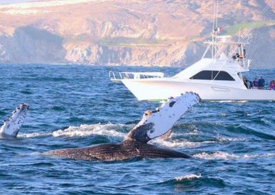 Humpback whale