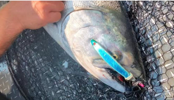 buoy 10 charter guide service Large salmon with a fishing lure in it's mouth
