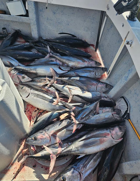 Tuna Fishing at Buoy 10 Large number of Tuna caught near buoy 10 in 2026